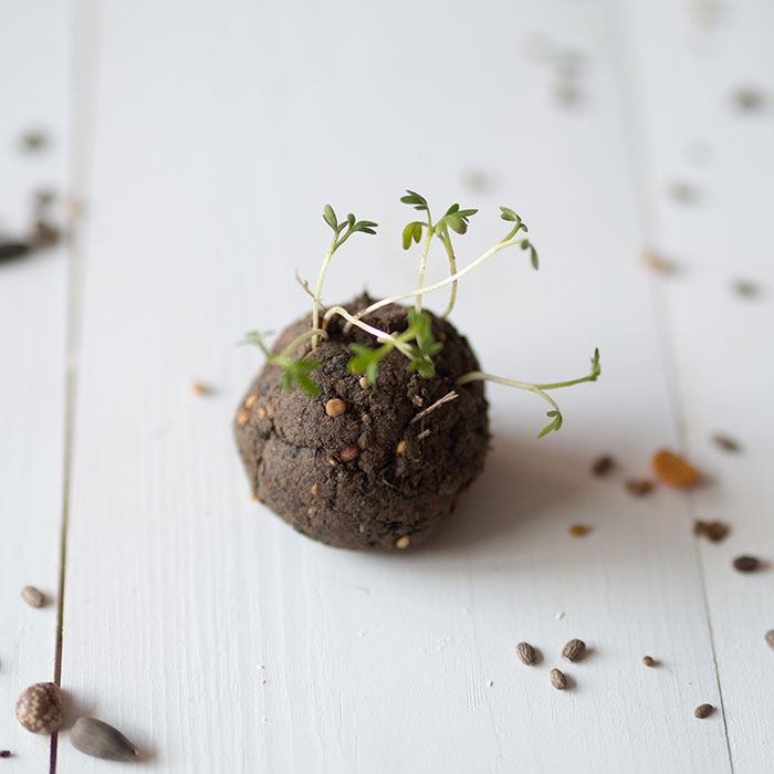 DIY Samenbomben – Seedbombs einfach selbstgemacht